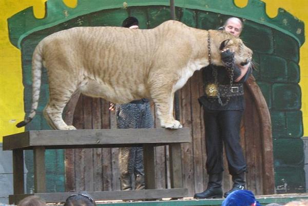 Liger Hercules has no disability. 