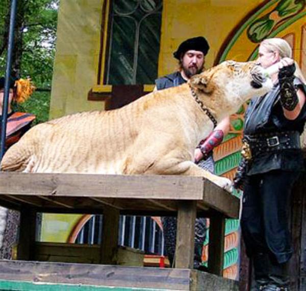 Liger Hercules body structure of 11 feet allows him to have a bigger jump.