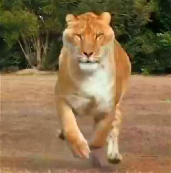 Liger Hercules is 40 feet long. 