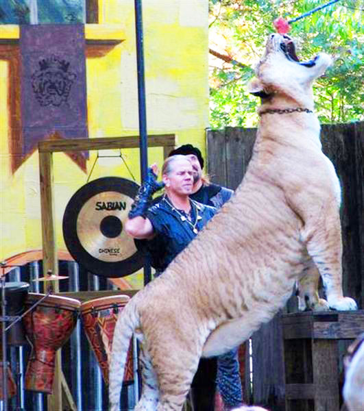 Hercules the Liger eating piece of meat attached on a pointed stick. 