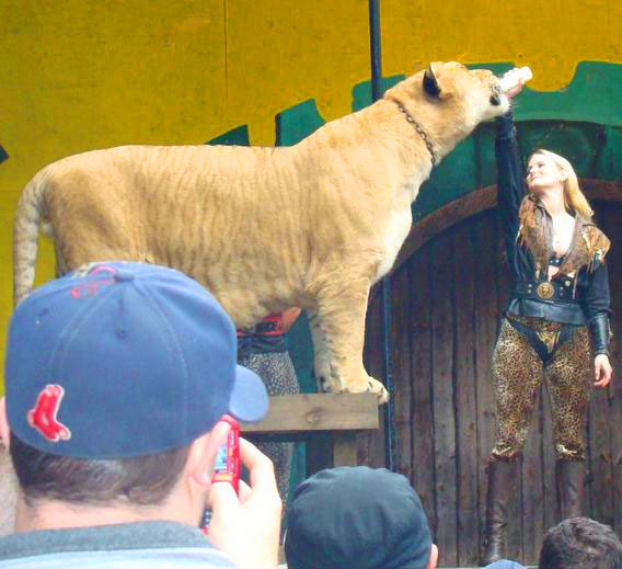 Liger Hercules feeding on Milk through a feeder at King Richards Faire.