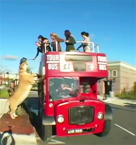 Liger Hercules London Visit along with Team Members.