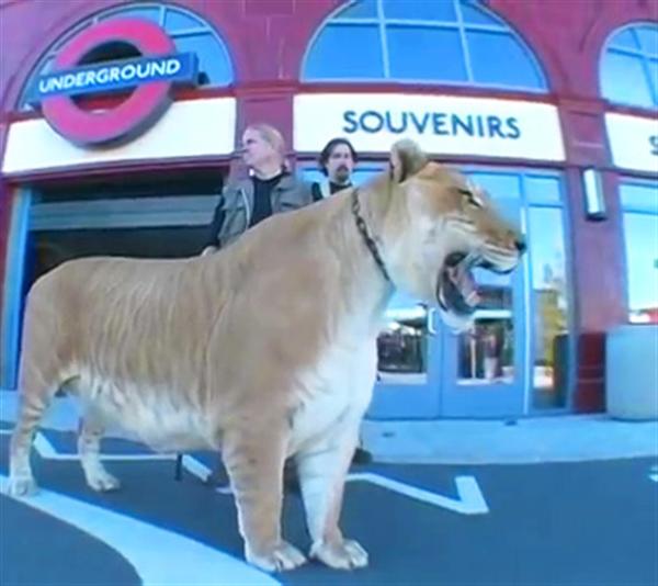 Liger Hercules at London Underground.