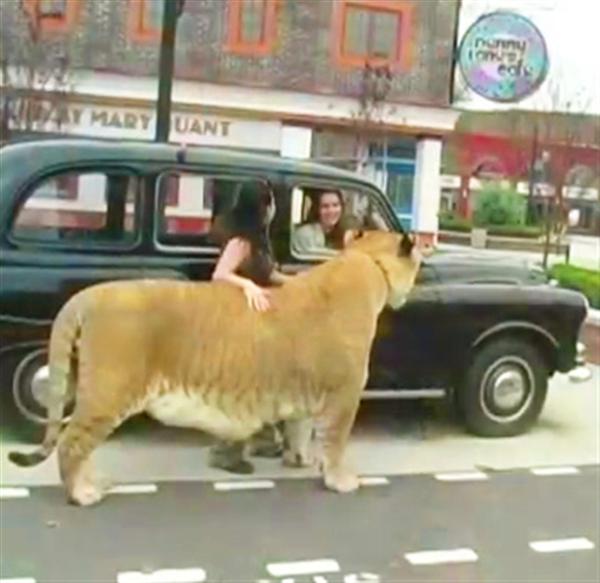 Liger Hercules News Buzz during its London Visit.