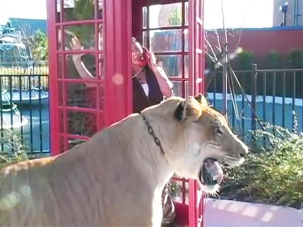 Liger Hercules with Rajani Ferrante during its visit to London.