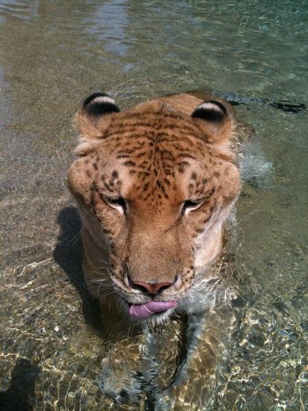 Liger Hercules loves Miami Weather during winter season.