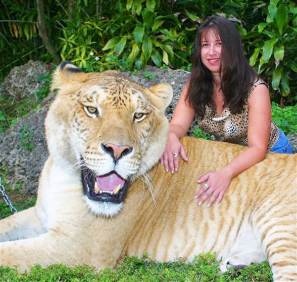 Liger Hercules loves traveling to Miami to meet its brother Vulcan the liger.