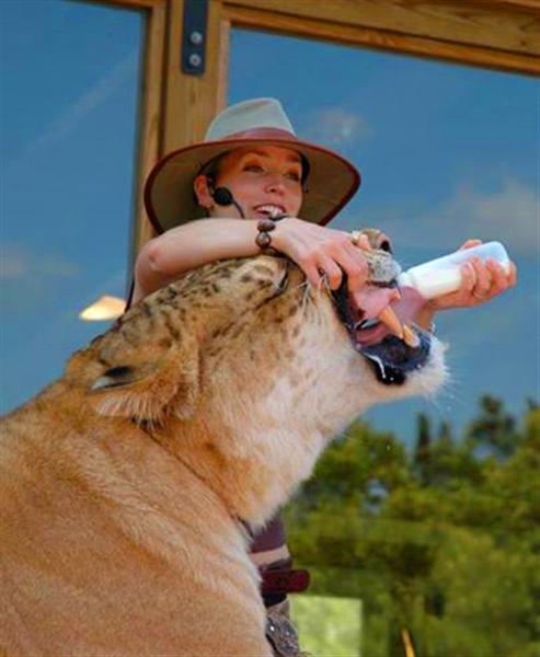 Liger Hercules lives in Miami Florida. He lives there during the winter season.