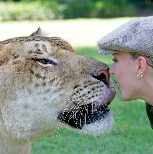 Liger Hercules has a close relationship with Moksha Bybee.