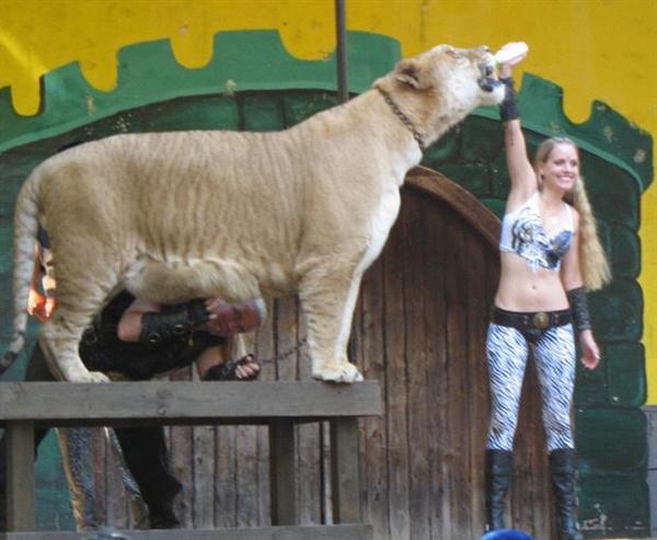 Liger Hercules Moksha Bybee at King Richard Faire.