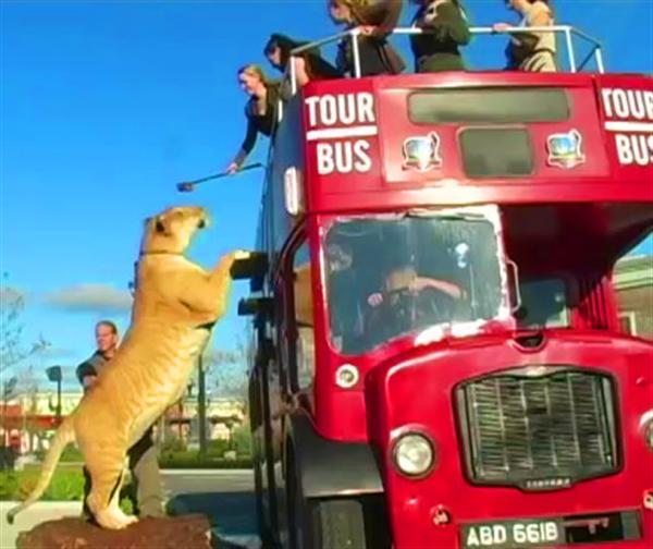 Liger Hercules with Moksha Bybee at London Double Decker Bus.