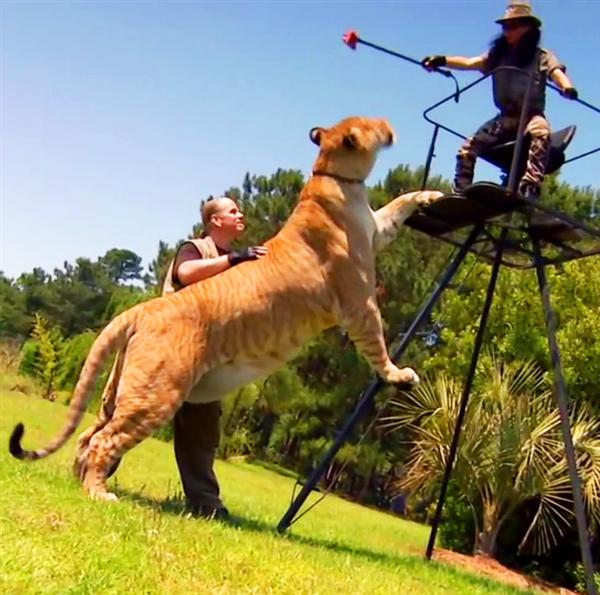 Liger Hercules at National Geographic for 13 feet access.