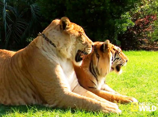 Liger Hercules at National Geographic Program Super Cat.