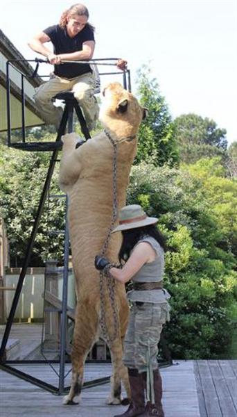 Liger Hercules Picture in which it is 13 feet long.