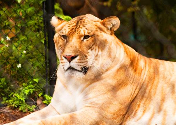 Liger Hercules Picture Sitting at its Home.