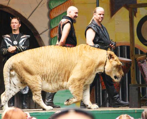 Liger Hercules Picture at King Richards Faire. 