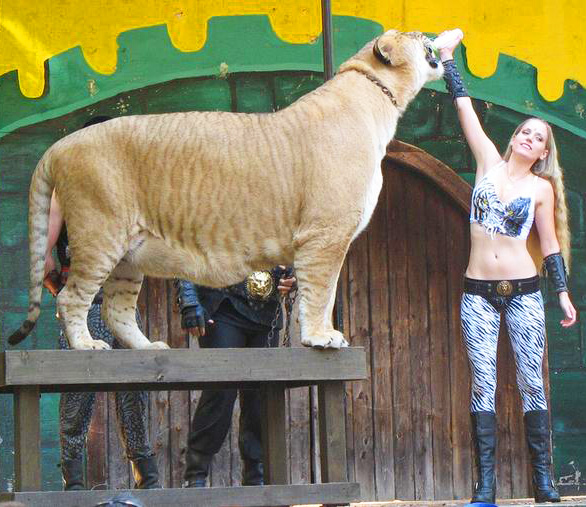 Liger Hercules Picture with Moksha Bybee at King Richards Faire.