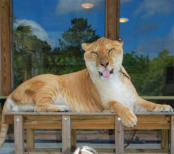 Liger Hercules sitting on a stool at Miami Florida.