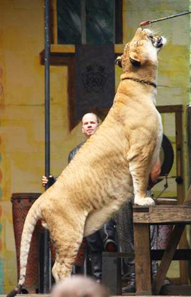 Liger Hercules Picture showing its temptation for the meat.