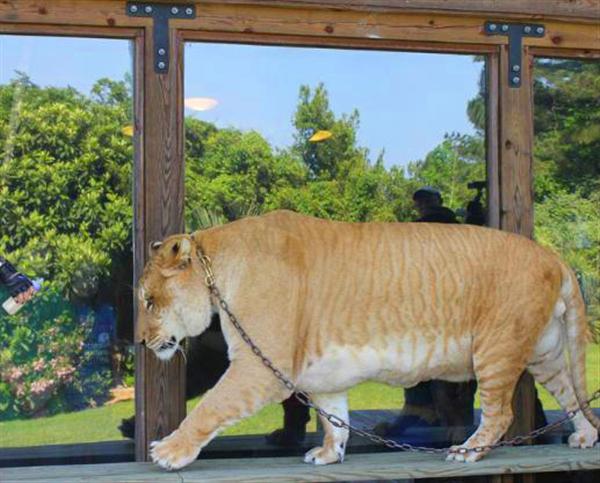 Liger Hercules Walking at Miami Florida.