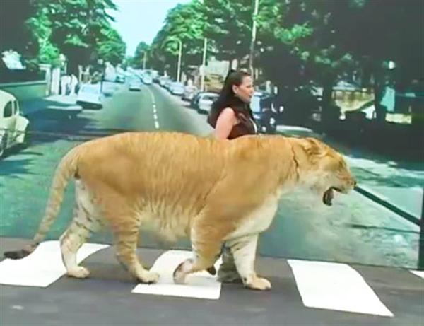 Liger Hercules at London Abbey Road along with Rajani Ferrante.