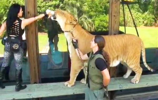 Rajani Ferrante never felt scared or afraid of Hercules the liger.