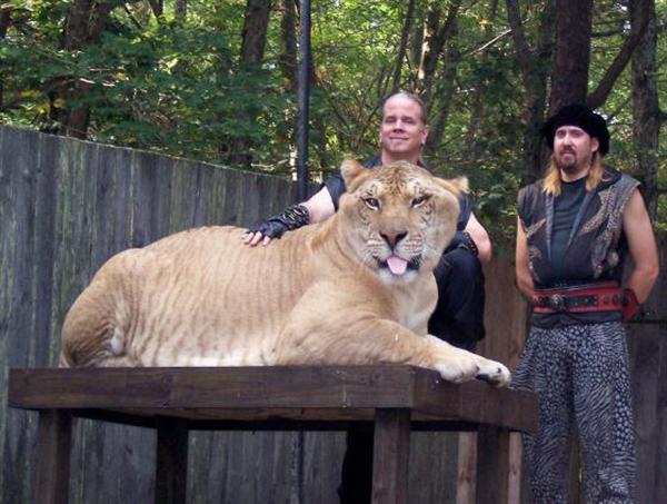 Liger Hercules Size and Weight of 900 Pounds