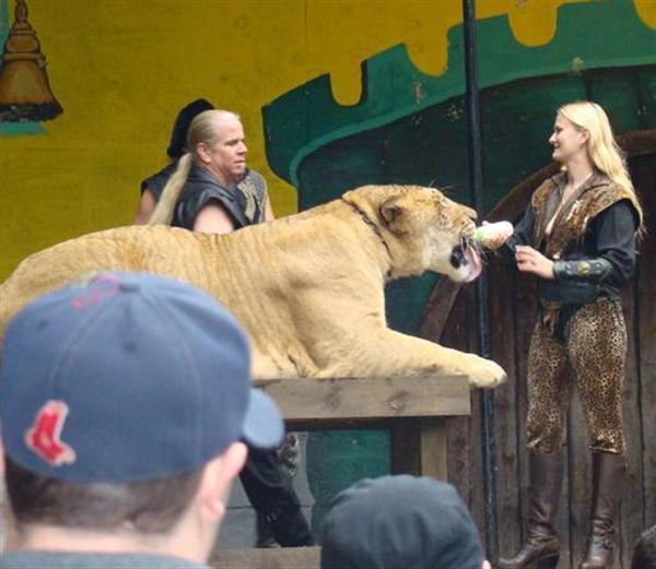 Liger Hercules 900 Pounds Weight Mark. 