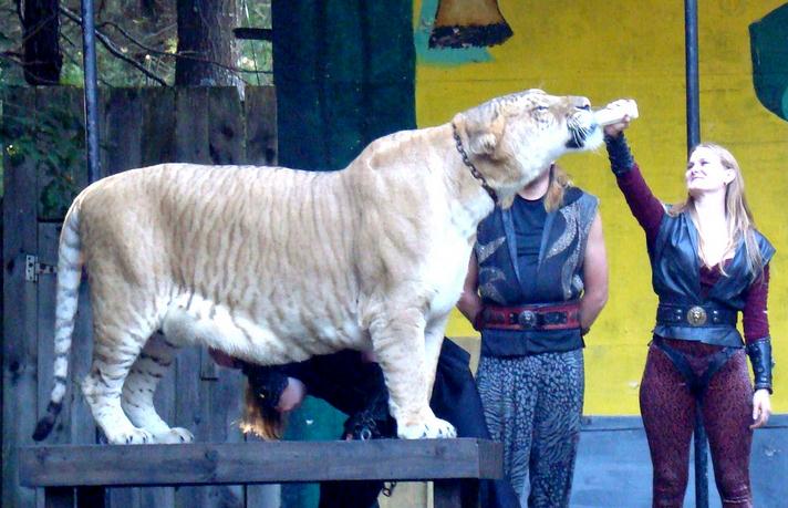 Liger Hercules Weighs 922 Pounds. 