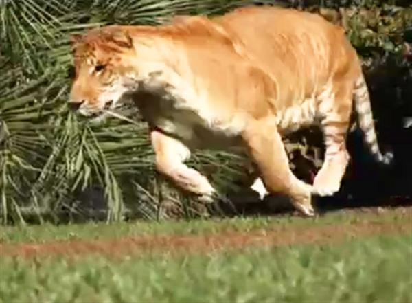 Liger Hercules 900 pounds weight and 50 miles per hour speed.