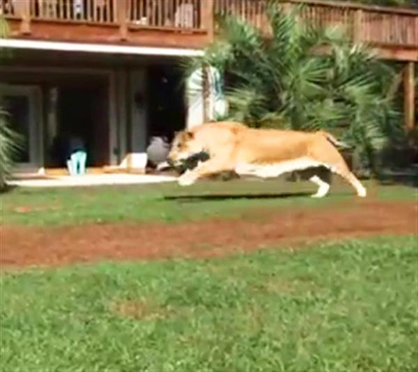 Long Legs and body structure of Hercules the liger allows him to gain 50 miles per hour speed.