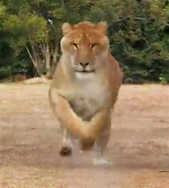 Hercules the liger running at 50 Miles per hour.