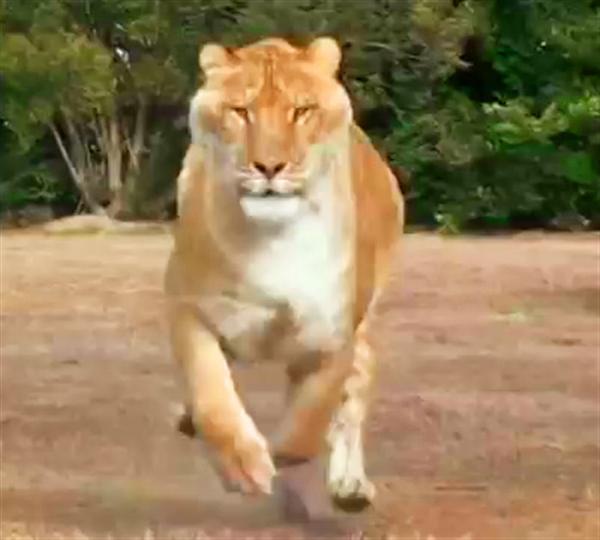 Liger Hercules maintains 50 miles per hour speed for only short bursts.