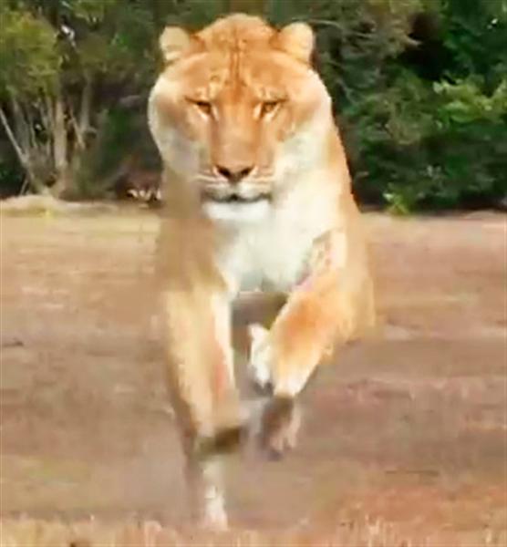 Liger Hercules Speed is 50 miles per hour. 