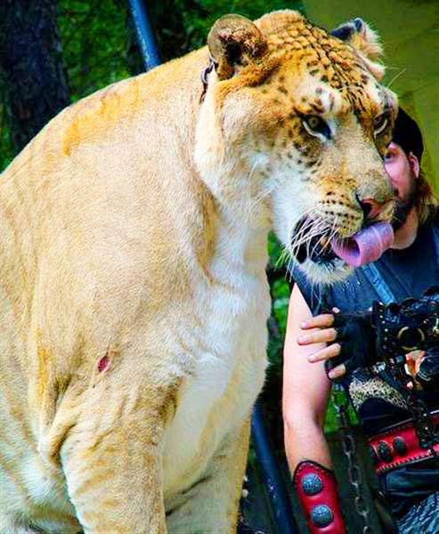 Male Ligers have failed to reproduce.