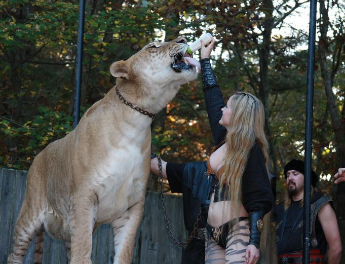 Ligers can gain a height of Six Feet Very Easily.