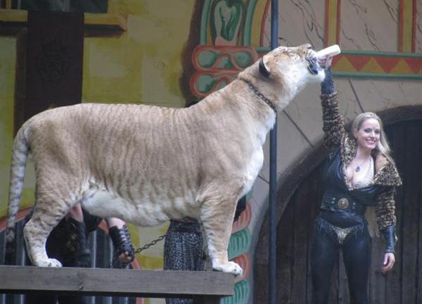 Ligers are the tallest land mammals. Hercules the liger is one of them.