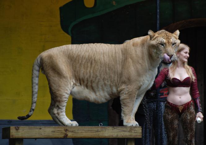 Six Feet Tall Ligers are Huge Animals. 