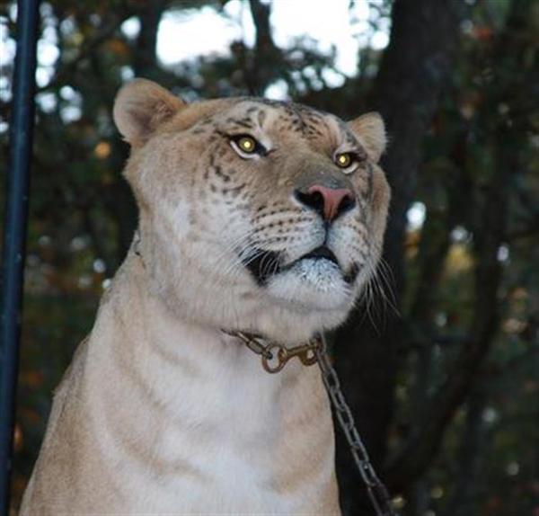 Hercules the liger loves Jazz Music while traveling.