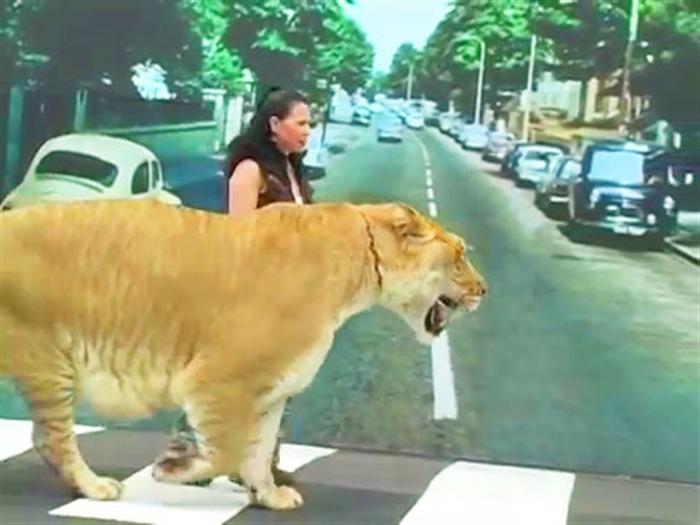 Liger Hercules Traveled London Abbey Road.