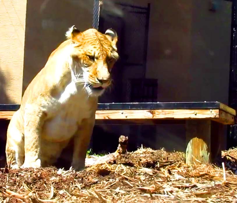 Liger Hercules will have greater water consumption if it will live in the wild.