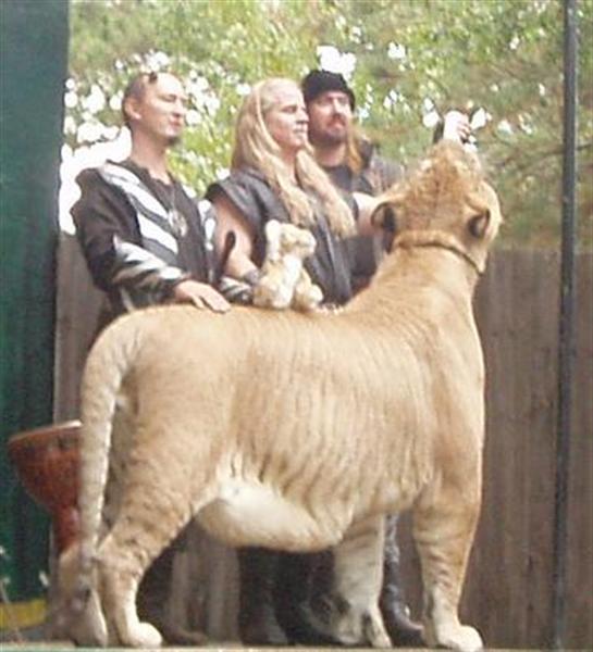 Hercules the liger weighs more than the combined weights of its parents.