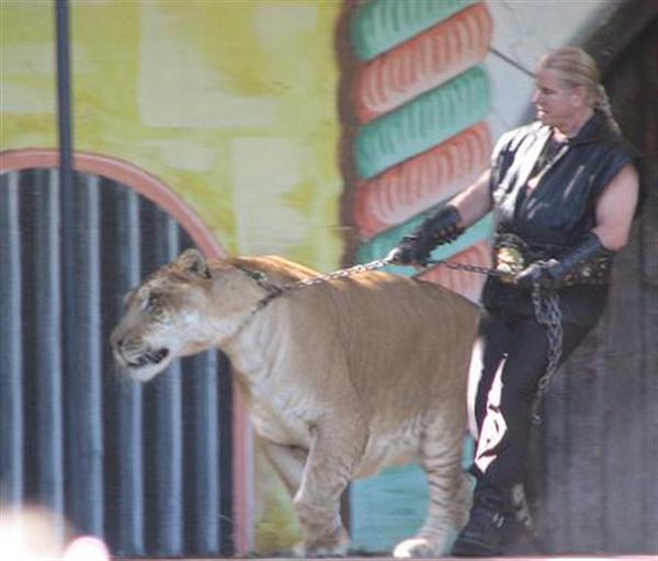 Hercules the Liger has a Normal Weight.