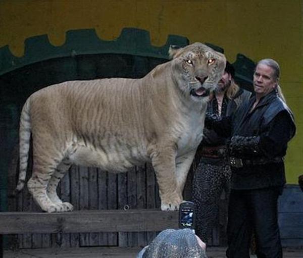 Weight of Hercules the liger shows a pure vigor of a liger.