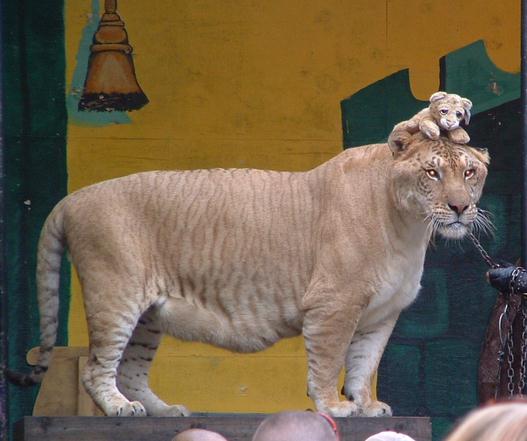 Hercules the Liger Weighs 900 Pounds