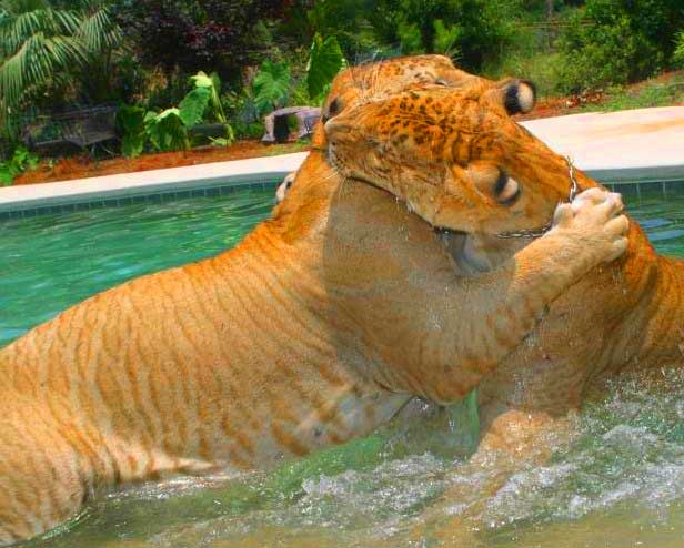 myrtle beach safari liger