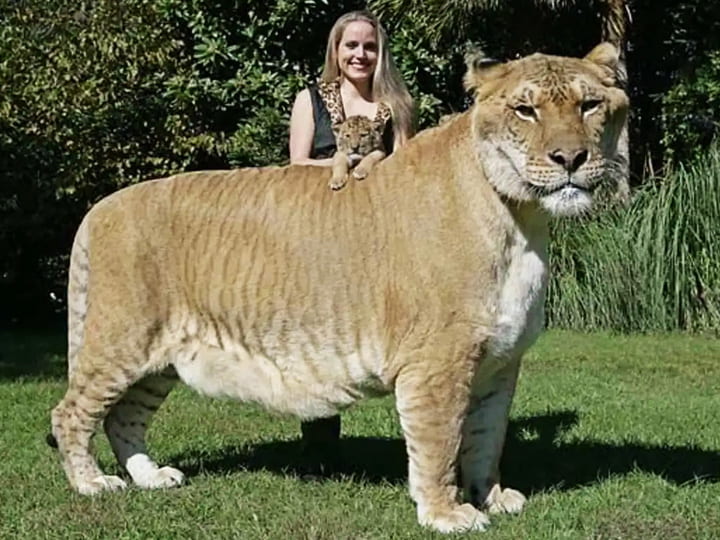 Hercules the Liger