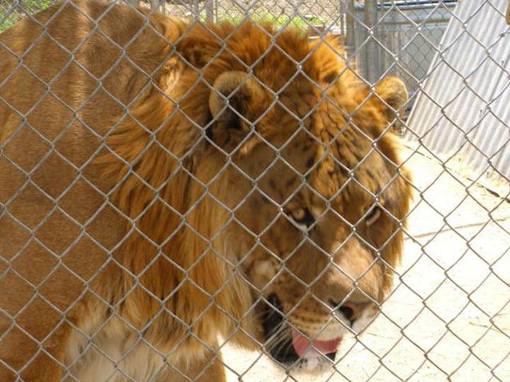 Hobbs the liger lived at Sierra Safari Zoo.