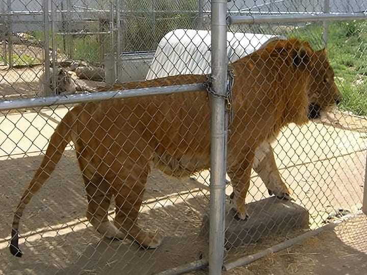 Hobbs the liger weighed 992 pounds.