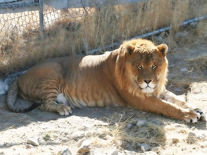 Hobbs the liger was the world's largest liger.